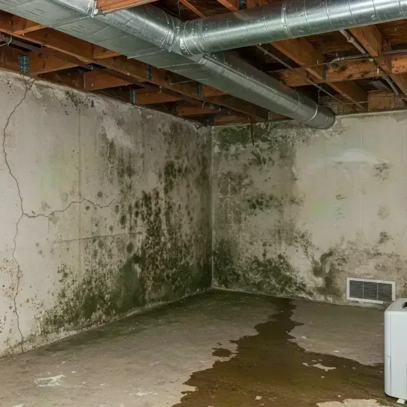 Professional Mold Removal in Van Buren County, TN